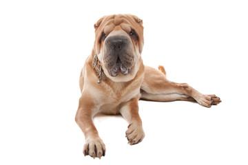 Chinese Shar-Pei isolated on white