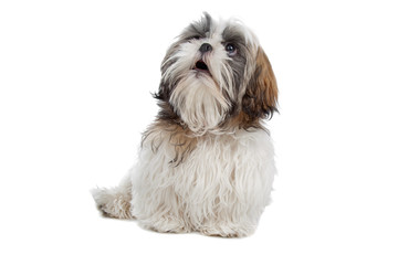 Shih tzu isolated on white