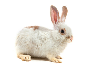 White small rabbit