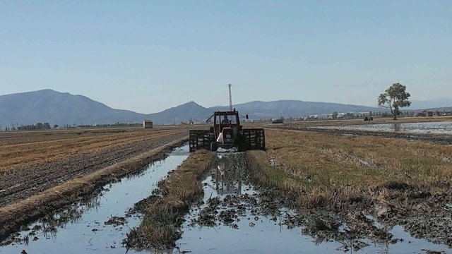 TRACTOR TRABAJANDO EN UN CAMPO DE ARROZ(DELTA DEL EBRO)