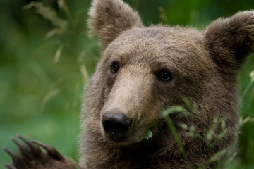 Fototapeta premium Wild Bear In The Forest