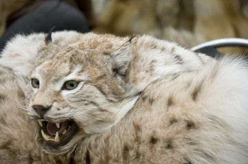 Skin of a lynx (шкура рыси)
