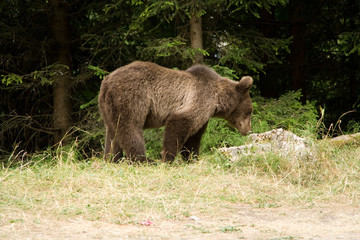 Plakat Wild Bear In The Forest