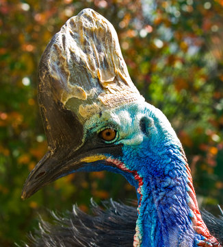 CASSOWARY
