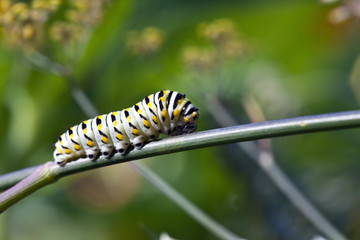 Caterpillars