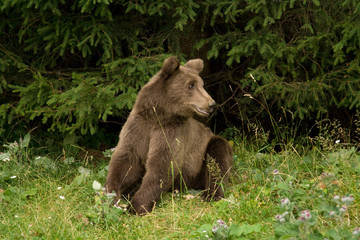 Wild Bear In The Forest