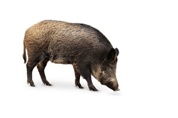 Wildschweine 13.1