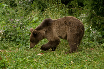 Fototapeta na wymiar Wild Bear In The Forest
