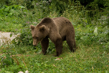 Obraz na płótnie Canvas Wild Bear In The Forest
