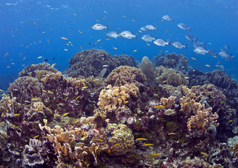 Fototapeta na wymiar Shubs swimming accross coral reef