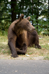 Wild Bear In The Forest