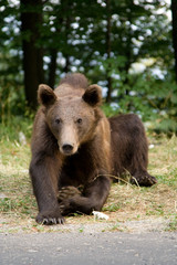 Wild Bear In The Forest