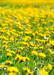 Field of dandelions