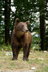 Plakat Wild Bear In The Forest