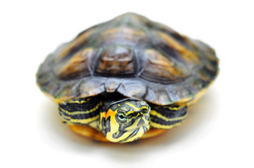 Gelbbauch-Schmuckschildkröte