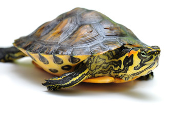 Gelbbauch-Schmuckschildkröte