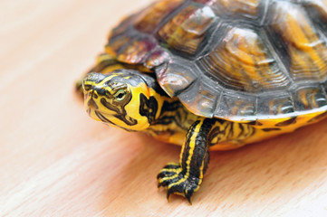 Gelbbauch-Schmuckschildkröte