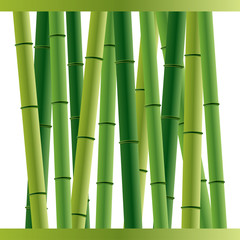 Bamboo sticks background over white
