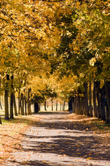 Naklejka premium Autumn reddening