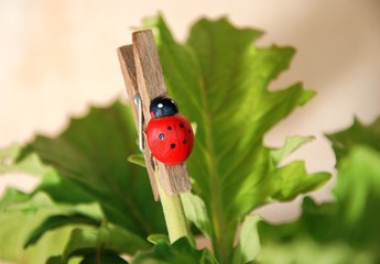 coccinella