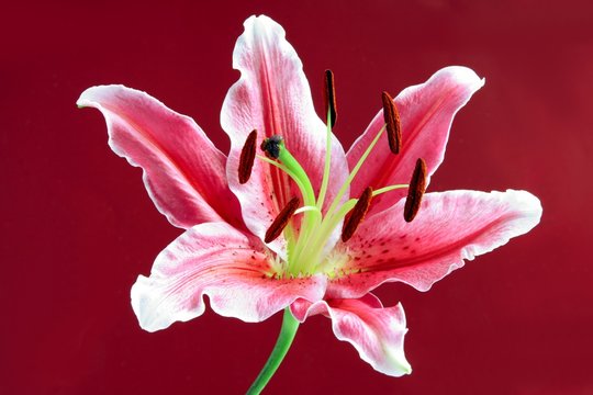 pink lily with brown pollen