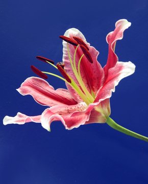 pink lily