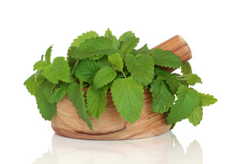 Lemon Balm Herb Leaves