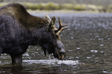 male moose drinking