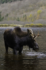 vertical male moose