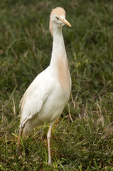 Crane Bird On Swamp