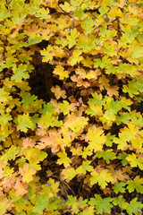autumn leaves background