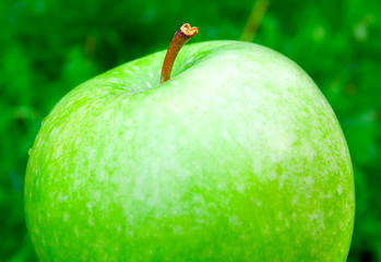 fresh bright green apple