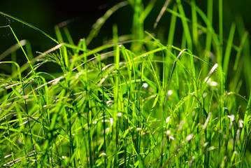 Grass