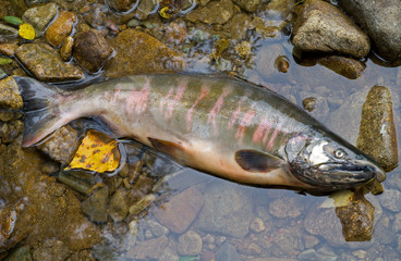 Male of salmon 5