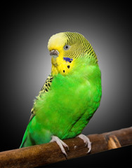Wavy parrot