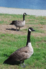 Canadian goose