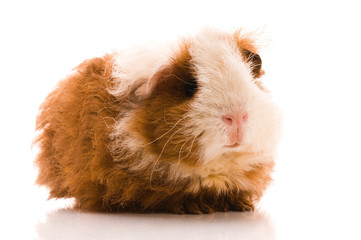 baby guinea pig. texel. isolated on the white
