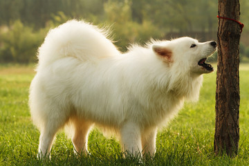 Samoyed