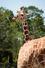 A head of young giraffe
