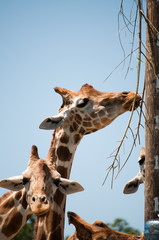 Giraffes eating branches at the pole