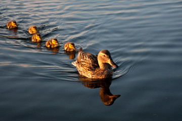 Mother mallard and her family of ducklings - obrazy, fototapety, plakaty