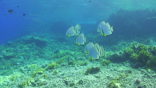 School of circular batfish