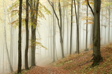 Misty autumn beech forest on the slope in a nature reserve