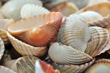 Sea cockleshells