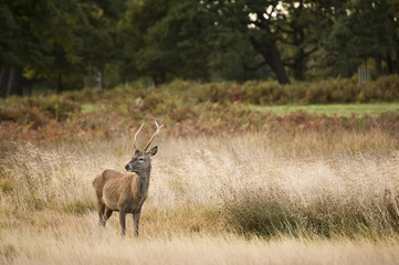 Majestic red deer during rut season October Autumn Fall