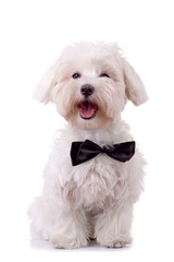 Bichon Frise looks handsome