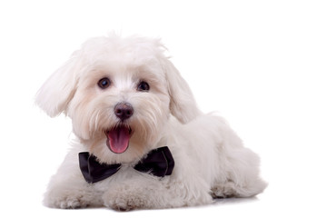 maltese dog with neck bow