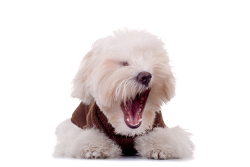 Yawn - Maltese dog puppy