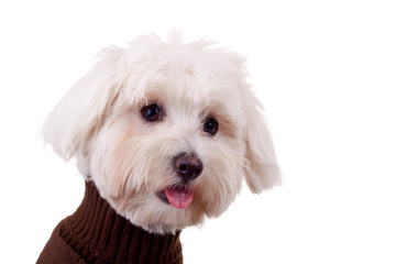 closeup of a bichon maltese