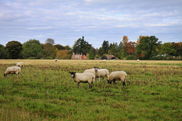Obraz premium An English Rural Landscape in Autumn